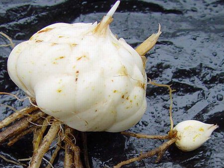 крушка фрезия