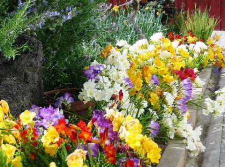 грижи за фрезия