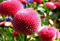 маргаритка, растяща от семена