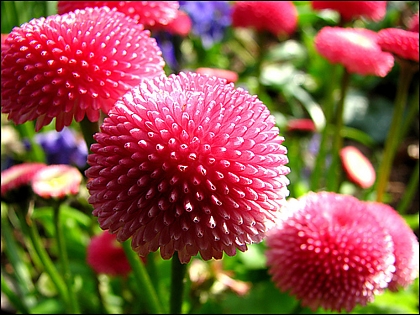 маргаритка, растяща от семена