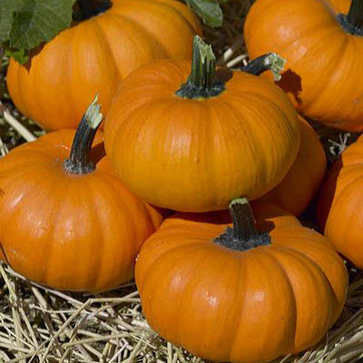 Wanneer pompoen voor zaailingen planten?