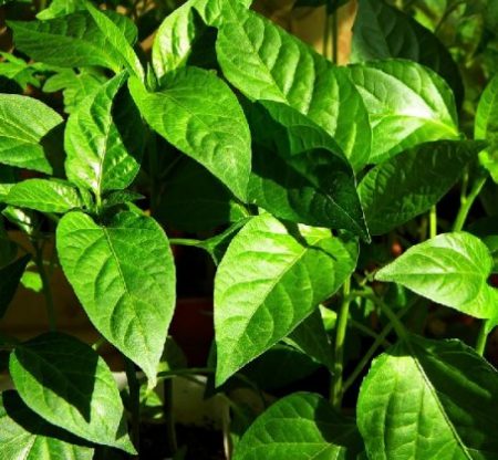 Ngày trồng tiêu cho cây con