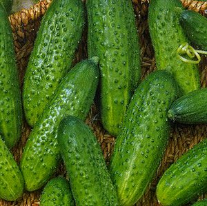 Сортове краставици за открита земя, самоопрашващи се