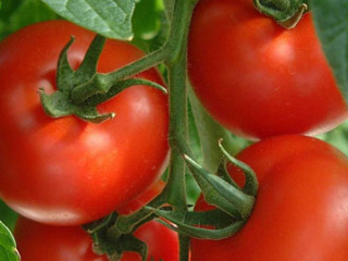 Cà chua là giống tốt nhất cho khu vực Moscow, đánh giá