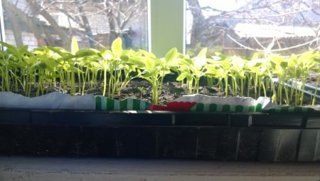 Chiếu sáng cho cây con tại nhà