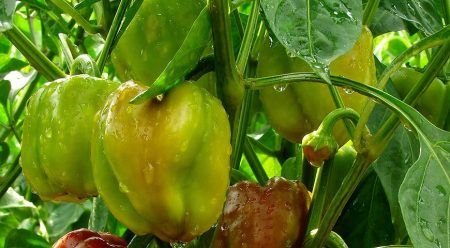 Благоприятни дни за засаждане на разсад от пипер