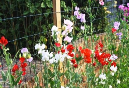 Đậu ngọt phát triển hàng năm từ hạt