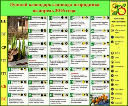 кога да засадим пипер 2016