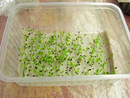 bloem zaailingen thuis