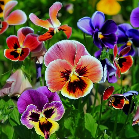 Pansies