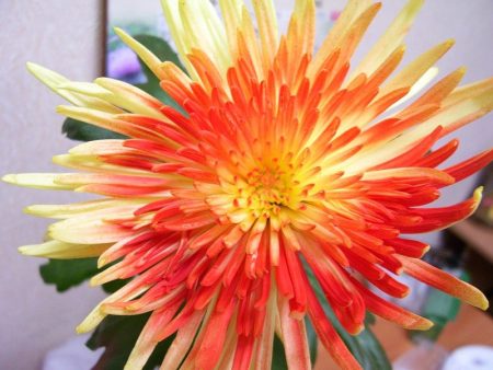 Астра: расте от семена, кога да се засади