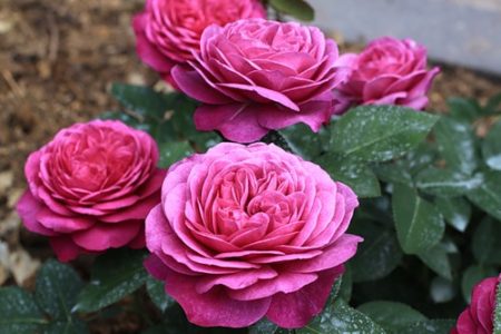 Hoa hồng Heidi Klum