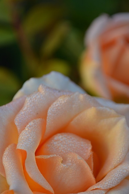 Groeiende rozen uit een boeket