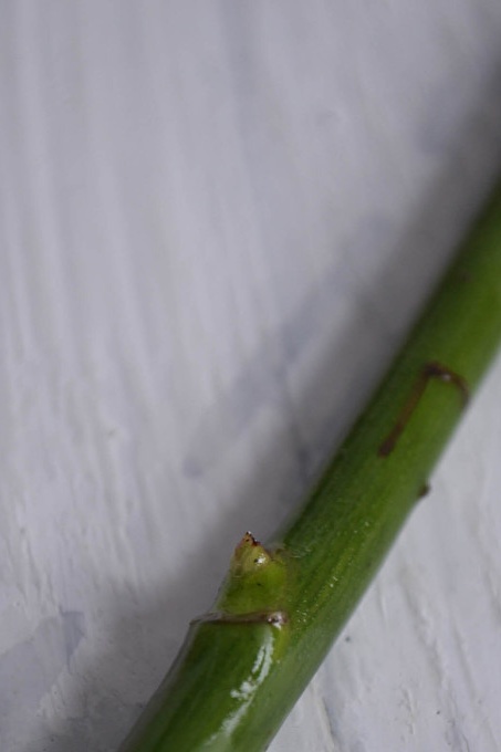 we verwijderen alle bladeren en naalden