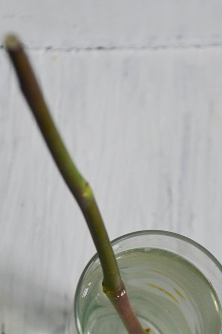 zet de stengel van een roos in water