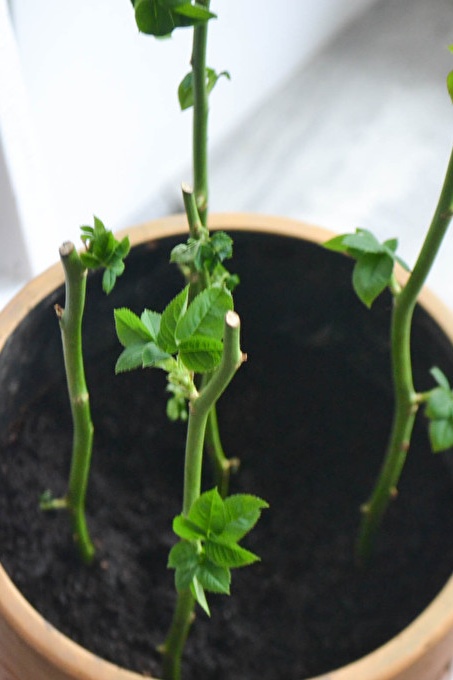Thuis een roos uit een boeket kweken