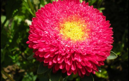 Астра: расте от семена, кога да се засади