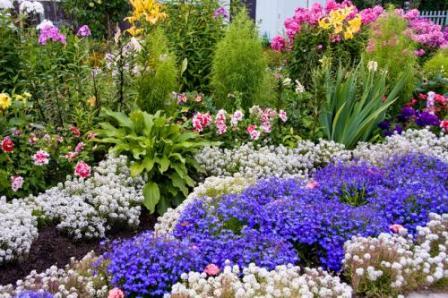 alissum zaadteelt wanneer geplant