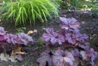 giống và loài he Richa