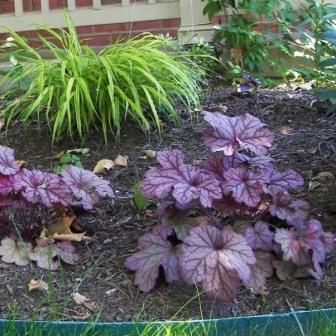 heichera-variëteiten en soorten