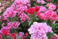 godetia кацане и wold