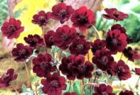 отглеждане на козметични семена