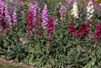 Отглеждане на семена на Левка