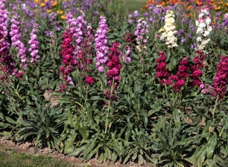 Отглеждане на семена на Левка