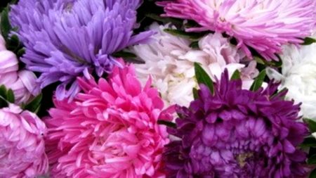 Астра: расте от семена, кога да се засади