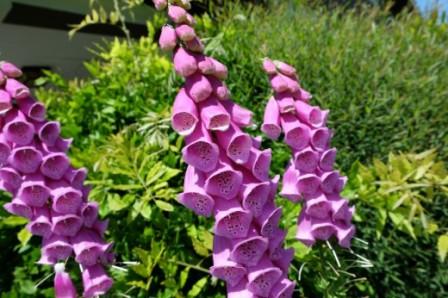 дигиталис кацане и грижи