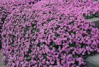 obrietta кацане и грижи