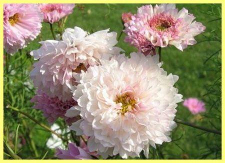 косме грижи