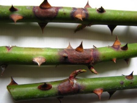 Kada po žiemos atidaryti rožes