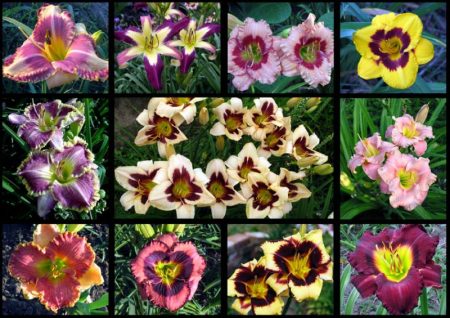 các loại hoa ban ngày trong vườn