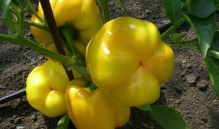 pipirų saulės italija