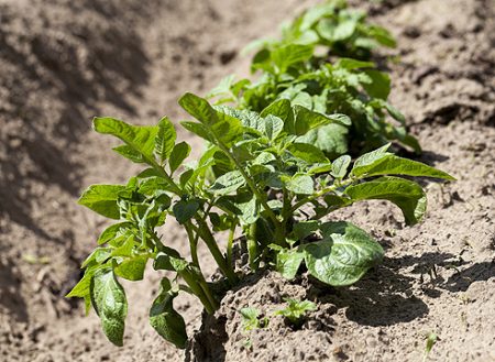 aardappelen planten in mei