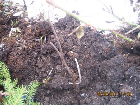 pašalinti rožių žiemos pastogę