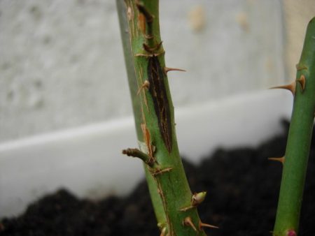 rožių atidarymo datos