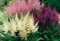 astilba кацане и грижи