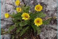 гравилат кацане и грижи