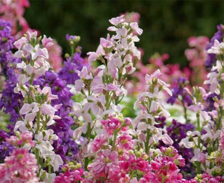 стеснителни