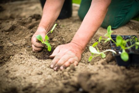 Juni witte kool: wanneer te planten voor zaailingen