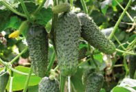 най-продуктивните краставици за открита земя