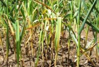 защо чесънът пожълтява