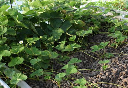 ימים נוחים לנחיתה