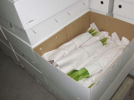 Как да запазите лалета