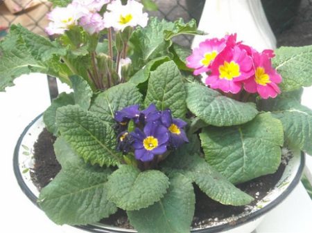 Стая с иглика, домашни грижи