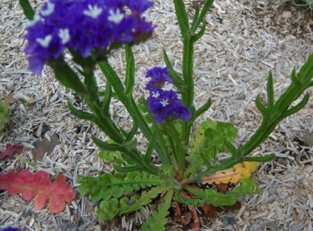 Статията, растяща от семена у дома