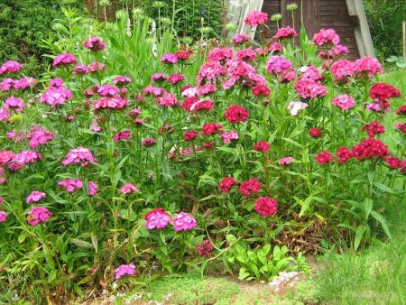 Cẩm chướng Thổ Nhĩ Kỳ