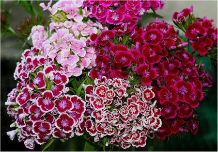 Thổ cẩm Thổ Nhĩ Kỳ, trồng trọt